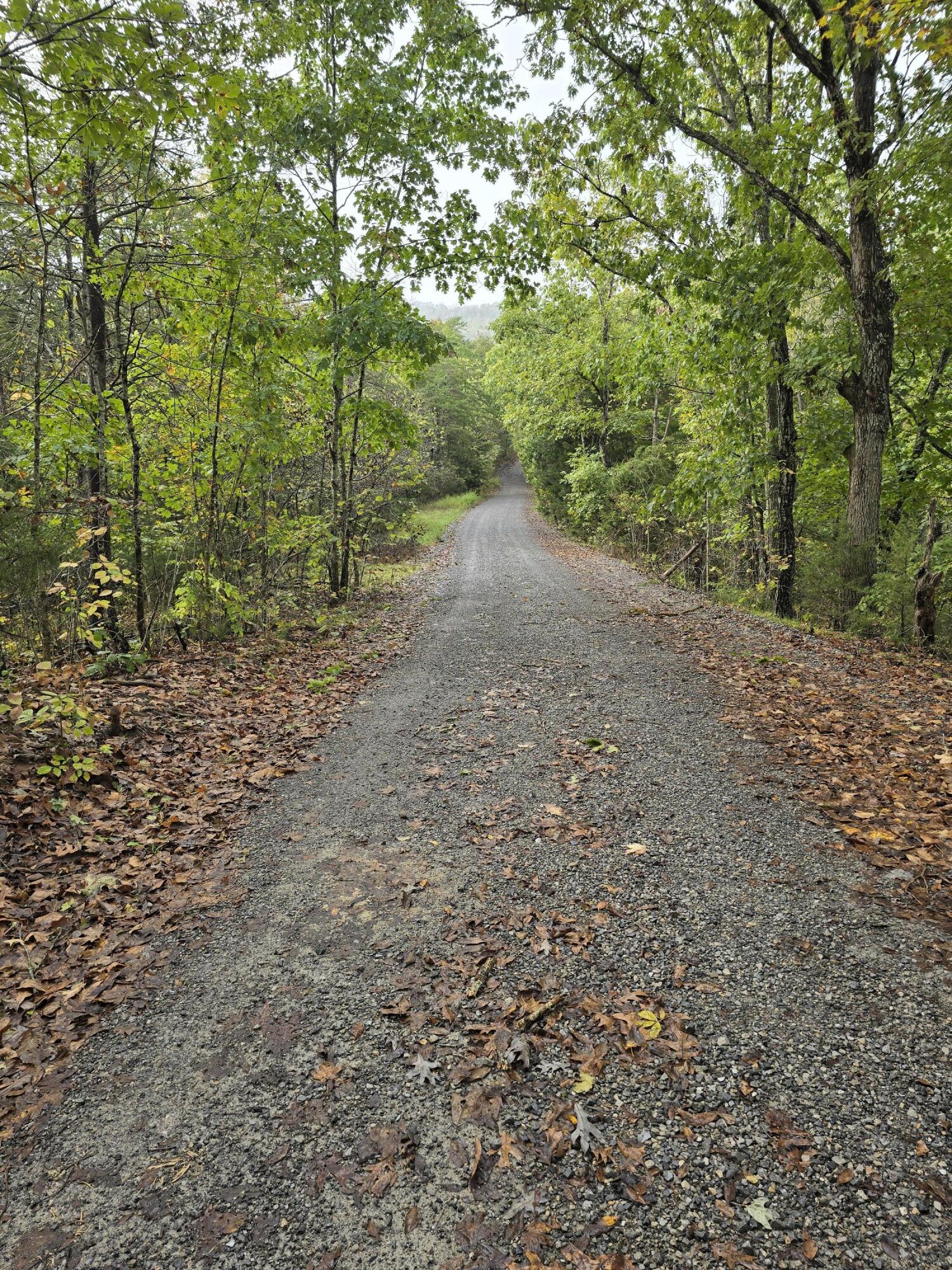2902 Bacchus Road Elliston, VA 24087 - Photo 22 of 23 a view of a forest with trees in the background