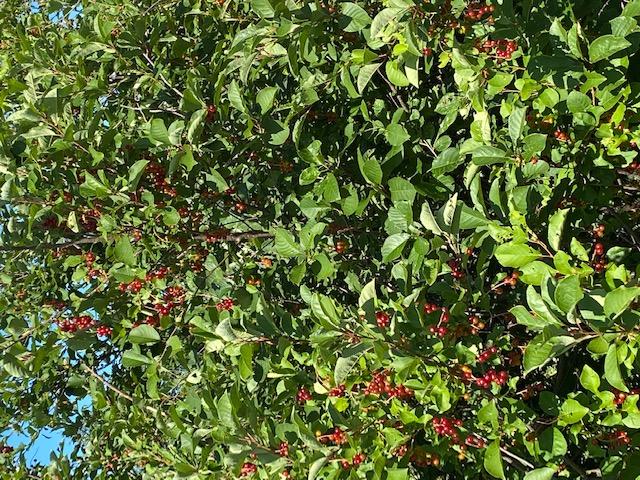 0 Pulcifur Road Mapleton, ME 04757 - Photo 16 of 19 Berry Bushes (1)