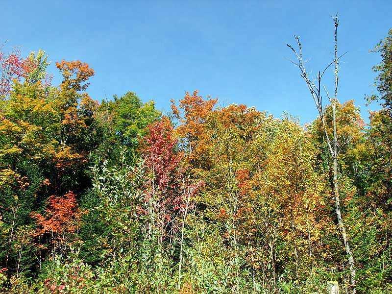 418 Hemore Road Ludlow, ME 04730 - Photo 15 of 35 Land.