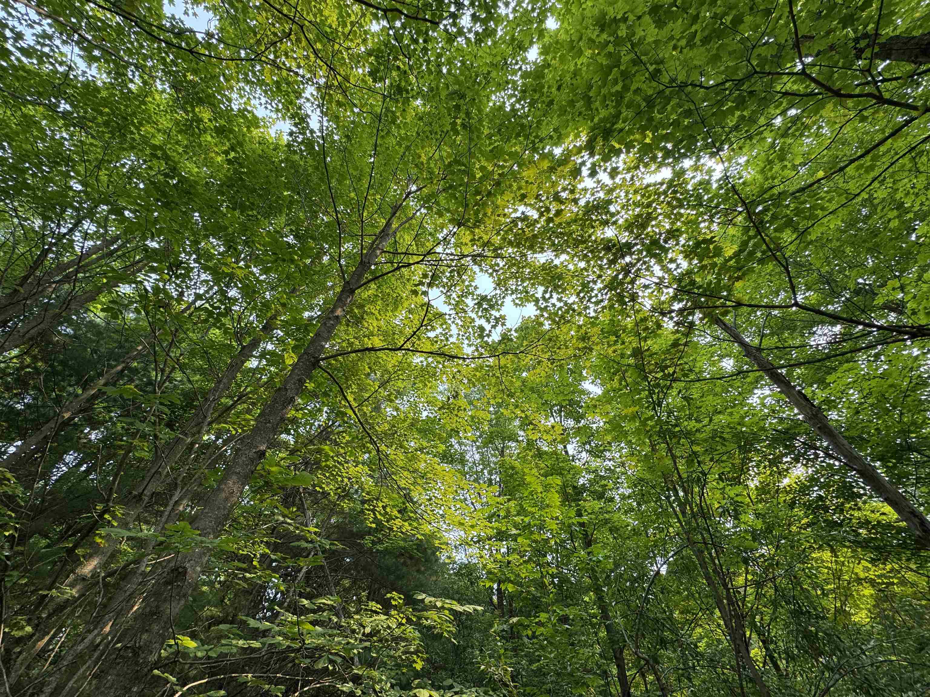 Lot #1 East Bellinger Road, Unit BELLINGER ESTATES #1 LOT: Cedar, MI 49621 - Photo 10 of 14