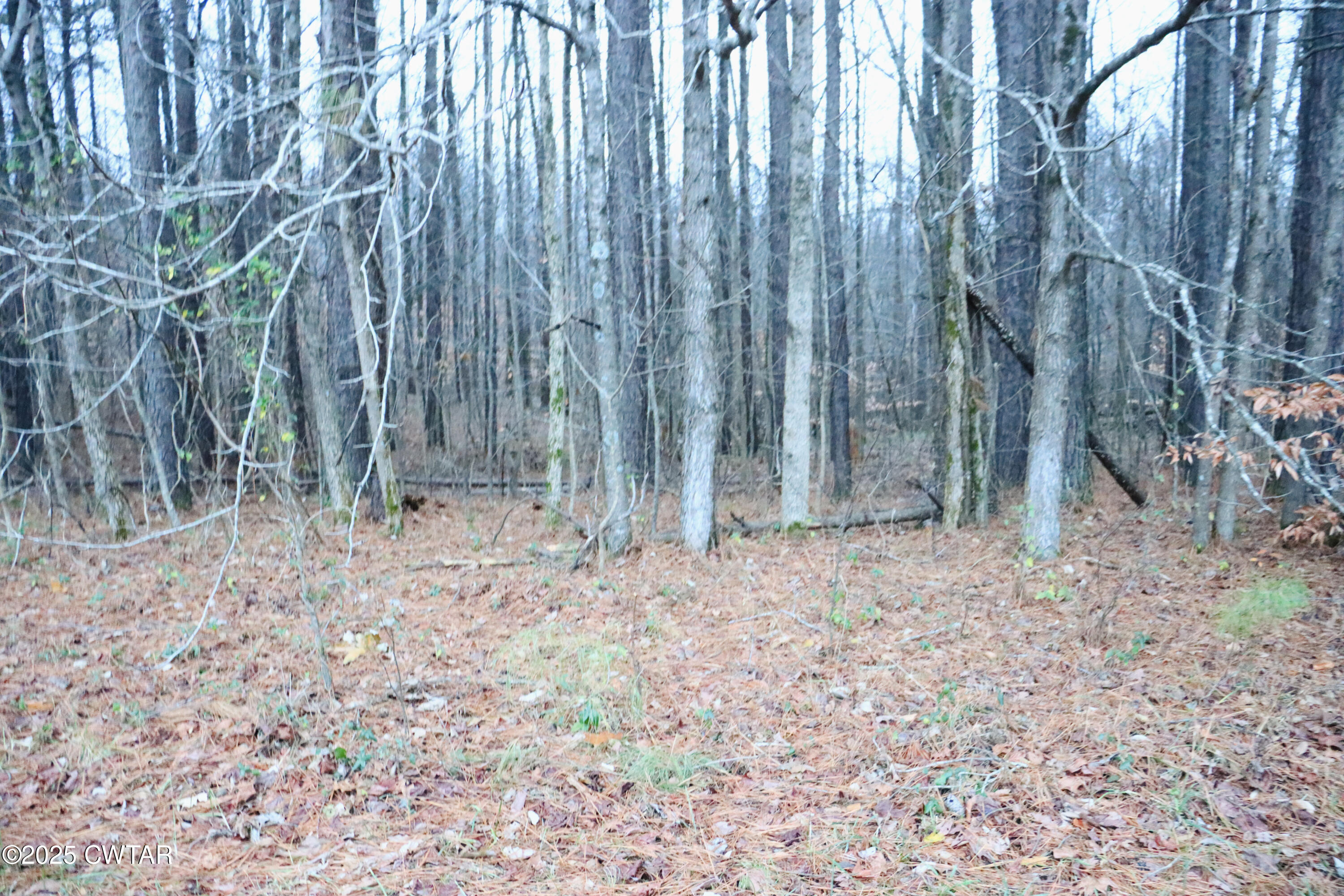 0 Old Samburg Road Hornbeak, TN 38232 - Photo 13 of 18 a backyard of a house with lots of green space