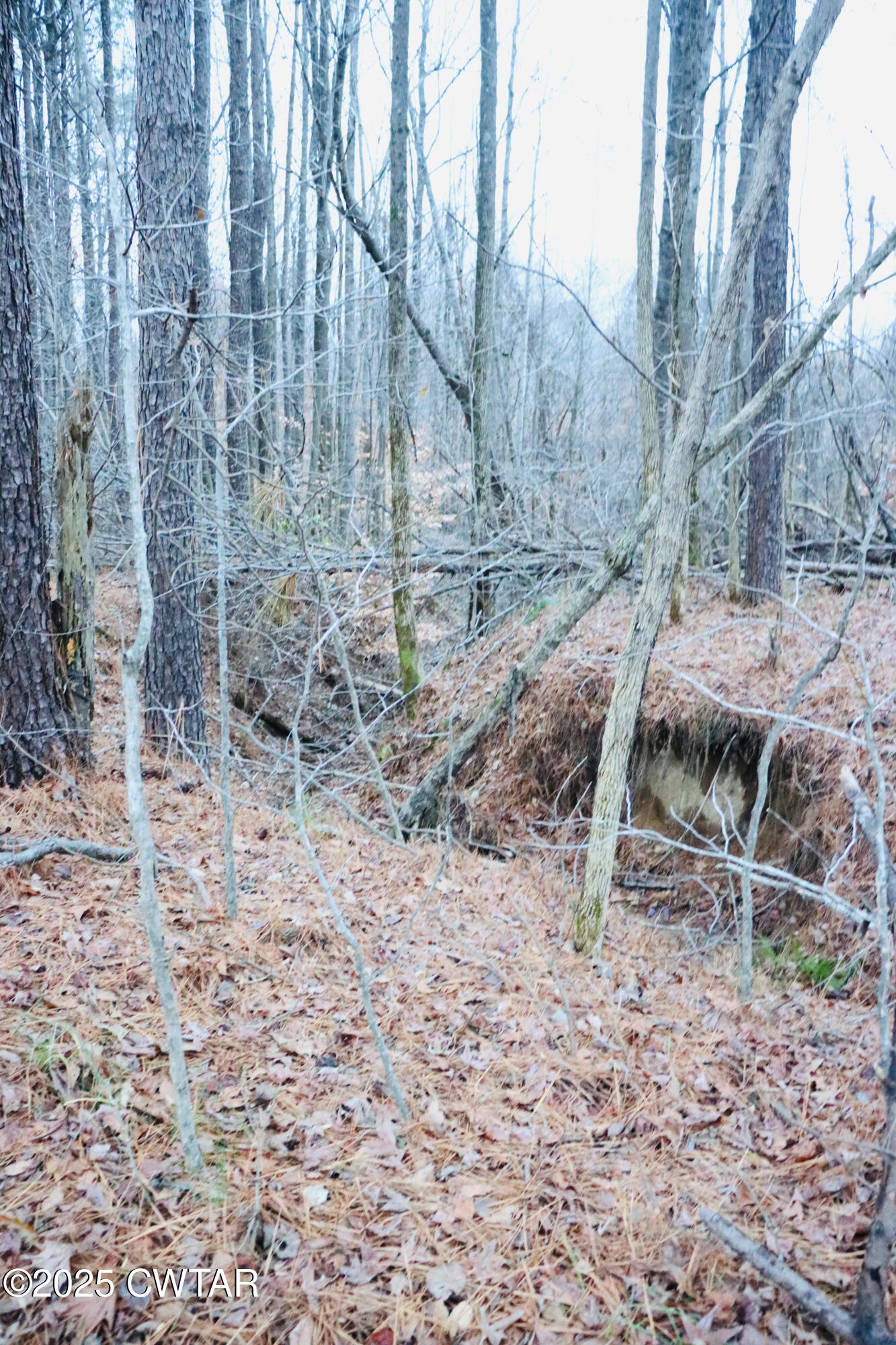 0 Old Samburg Road Hornbeak, TN 38232 - Photo 15 of 18 a backyard of a house with lots of green space