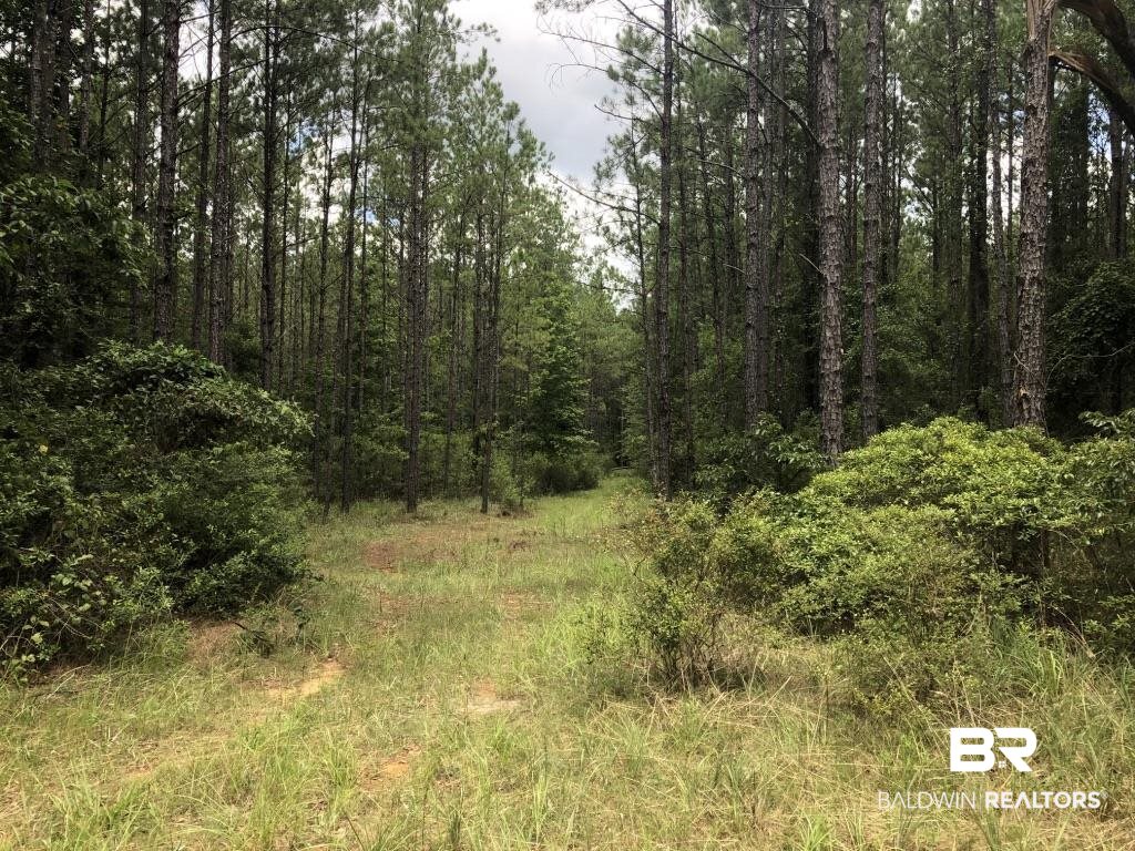 0 Bud Odom Road Deer Park, AL 36529 - Photo 6 of 50