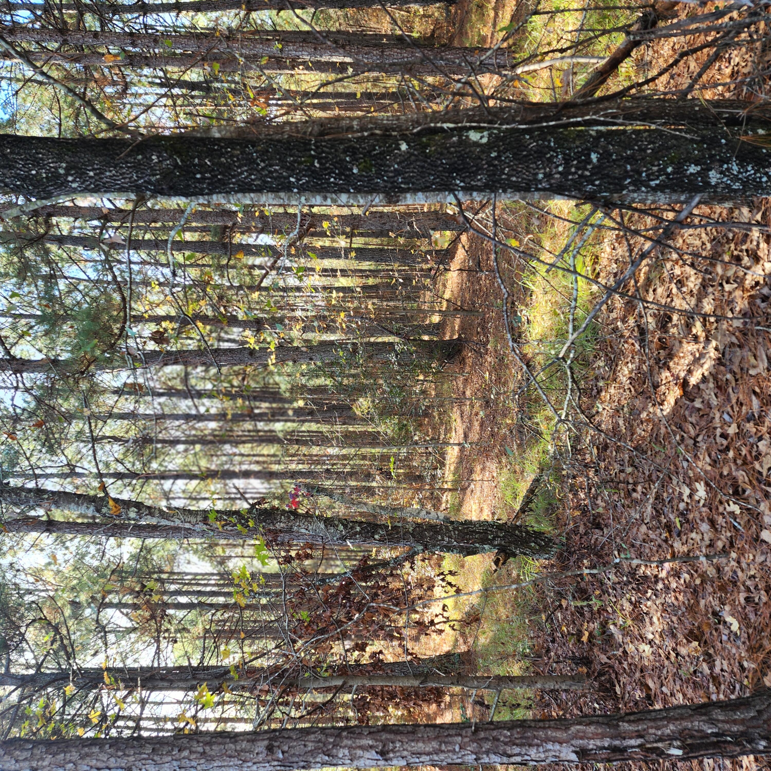 4705 Rollins Road Augusta, GA 30906 - Photo 1 of 3 Wooded Acreage