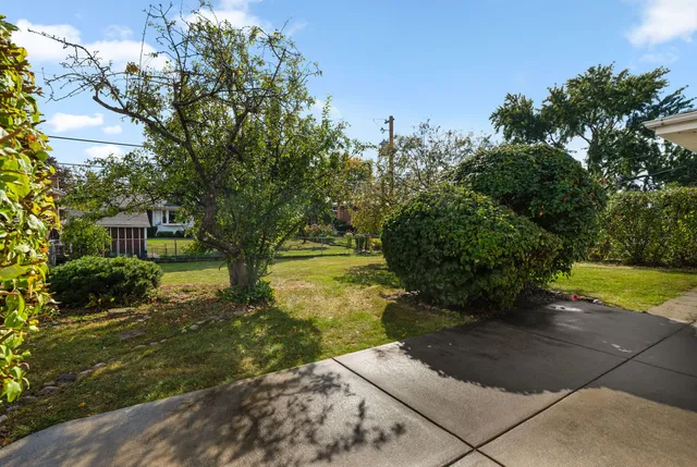 a view of a yard with plants and large trees