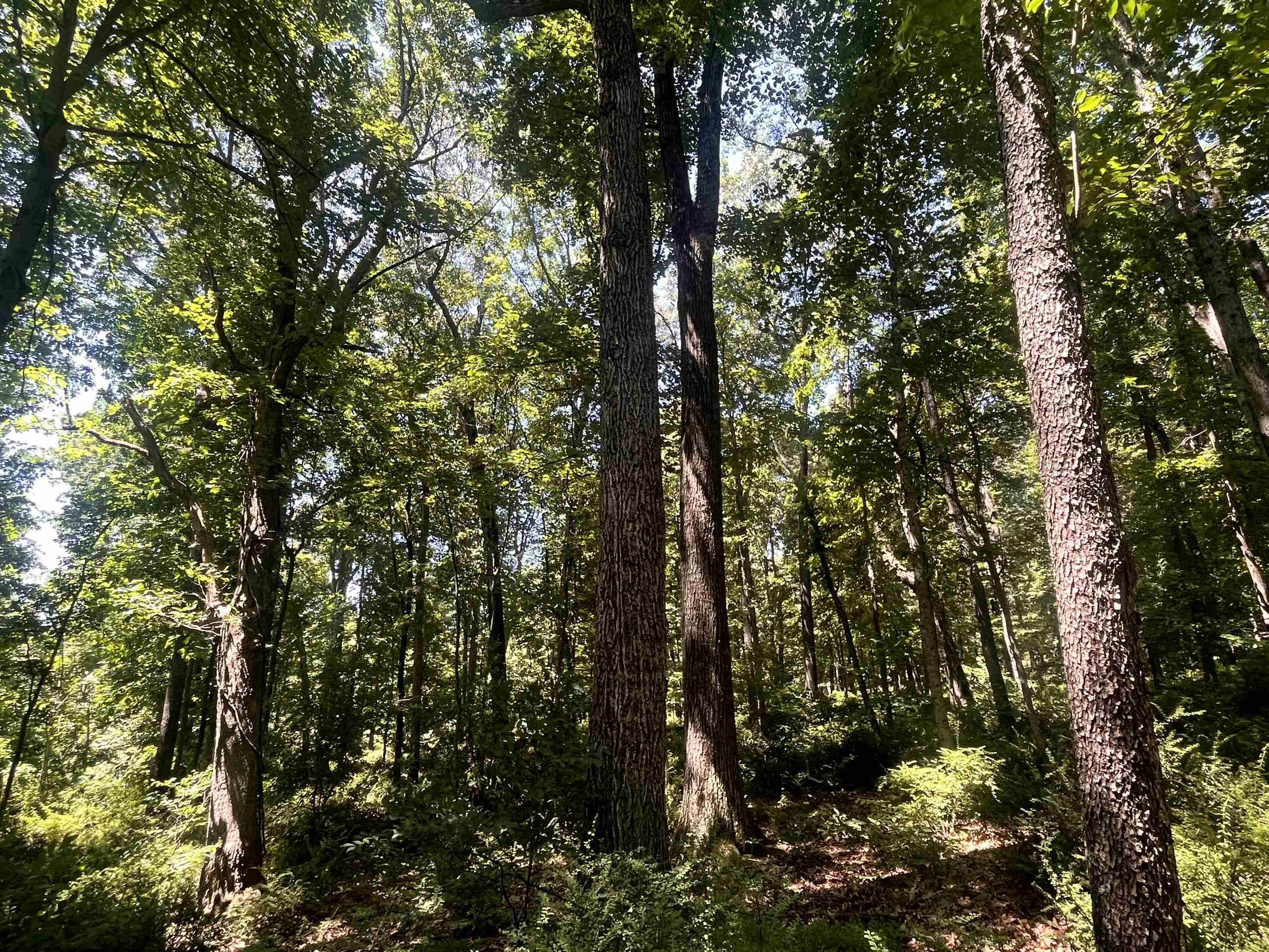 Tbd Spottswood Road Raphine, VA 24472 - Photo 1 of 11
