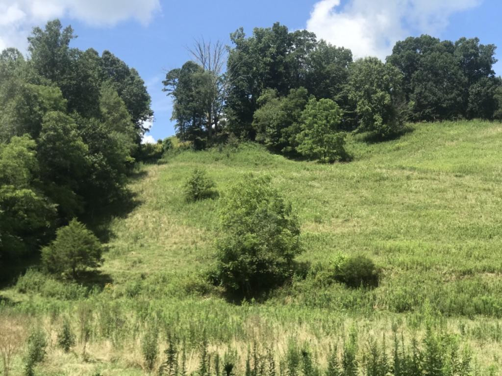Tbd Robe Shull Road Mountain City, TN 37683 - Photo 4 of 6 Photo 4