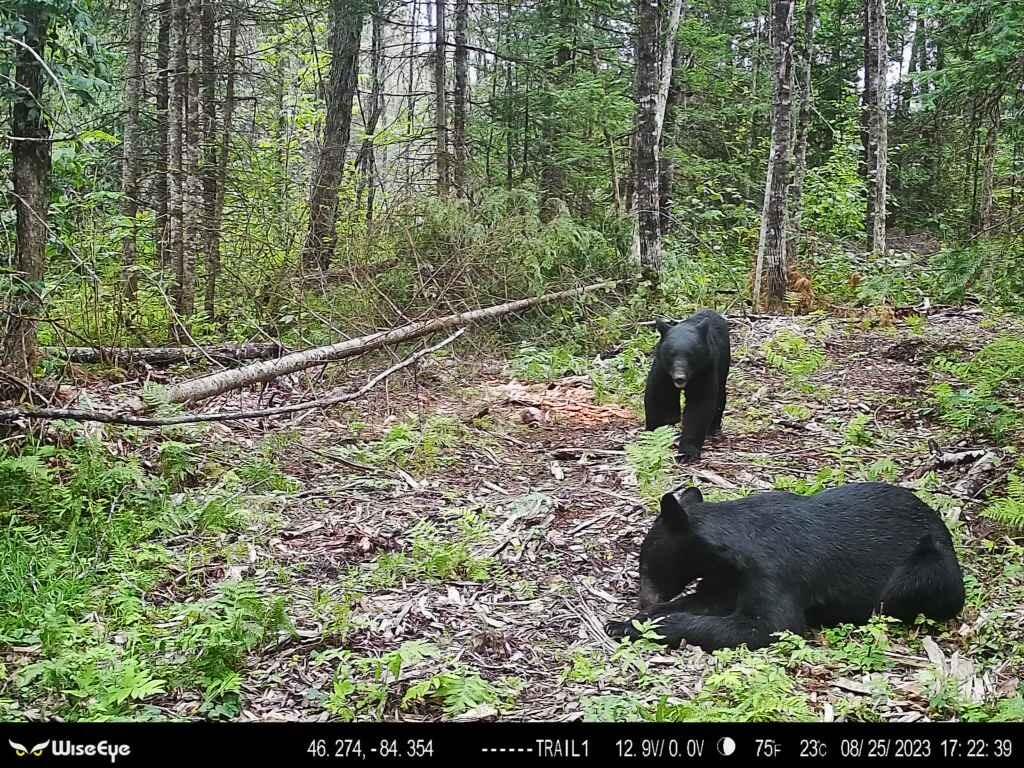 16 East 16 Mile Road Dafter, MI 49724 - Photo 5 of 16 Gallery Image 5