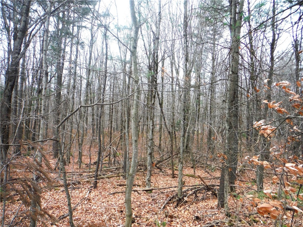 0 Ziegler Road Boonville, NY 13309 - Photo 1 of 1 Gallery Image 1