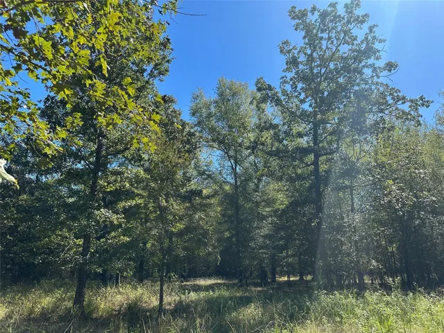 a view of a forest filled with trees