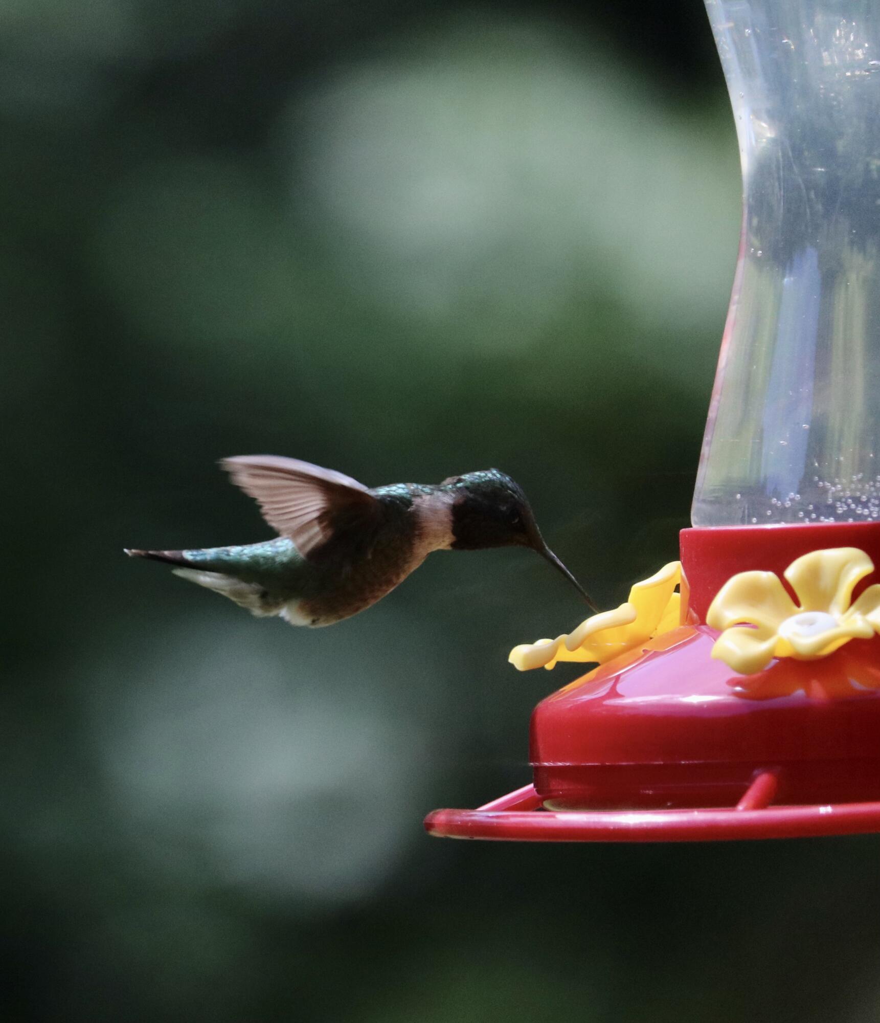 825 Mt Pleasant Road Stetson, ME 04488 - Photo 53 of 56 Humming Bird