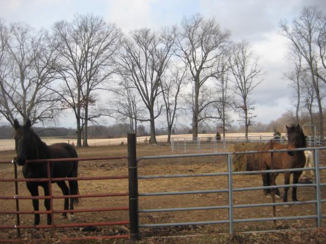 173 Bellview Road Fayetteville, TN 37334 - Photo 20 of 20 Bring the Horses
