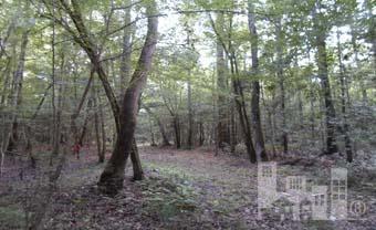 0 Livingston Chapel Road Delco, NC 28436 - Photo 5 of 6 Additional Photo