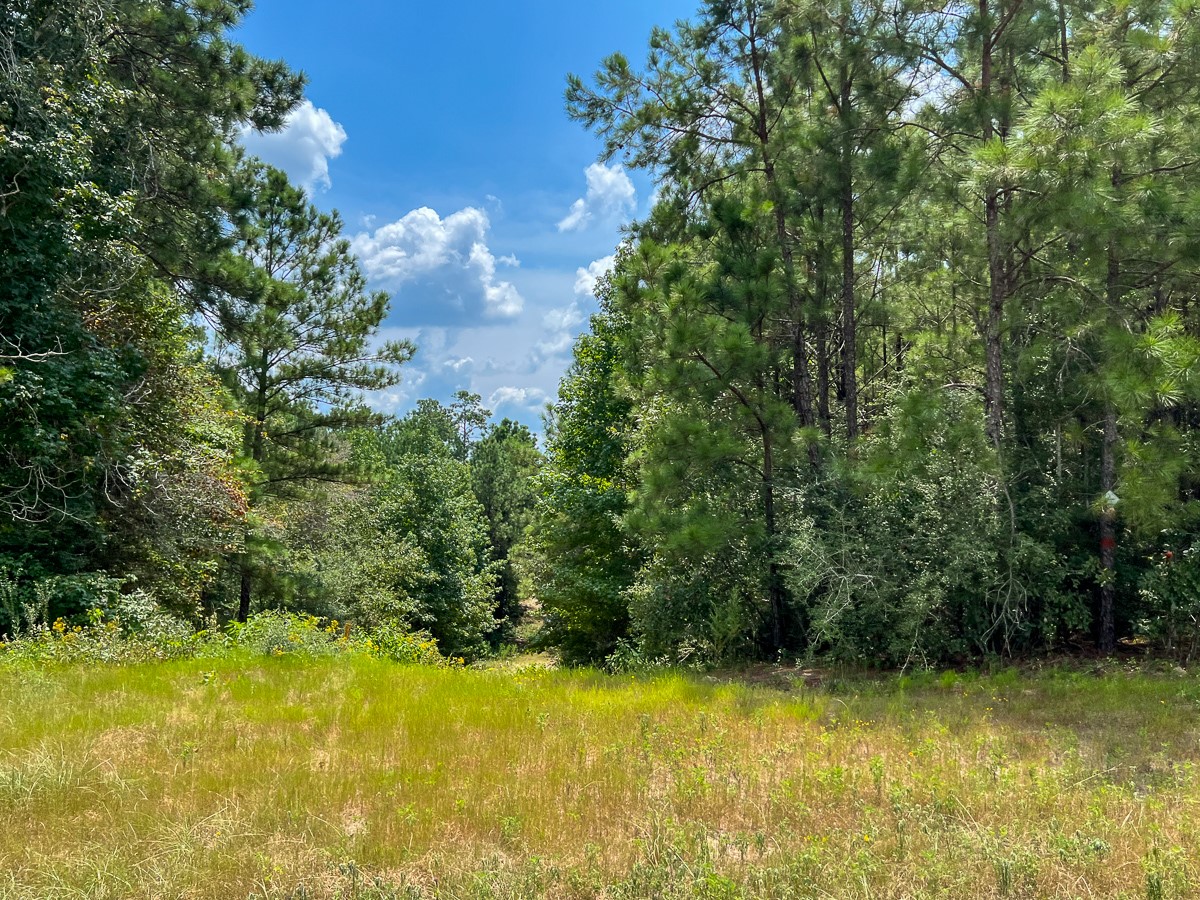 6 Rec Road 255 Wiergate, TX 75977 - Photo 2 of 9 a view of a yard with swimming pool