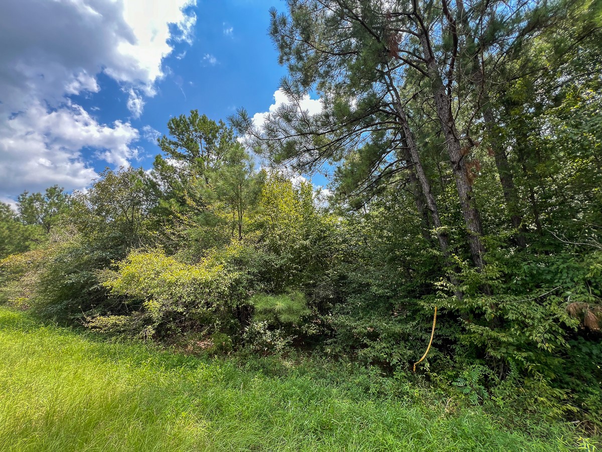 6 Rec Road 255 Wiergate, TX 75977 - Photo 6 of 9 a view of a garden