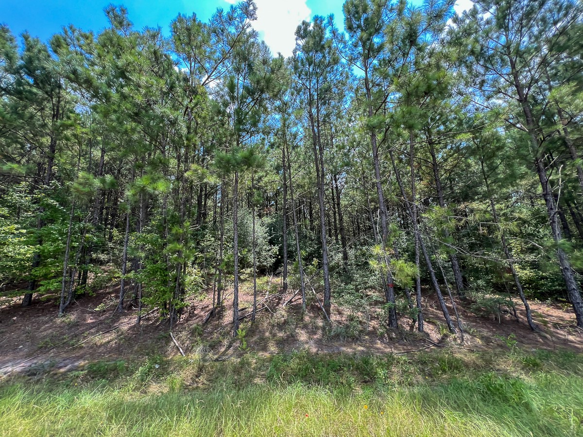 6 Rec Road 255 Wiergate, TX 75977 - Photo 7 of 9 a view of a forest with trees in the background