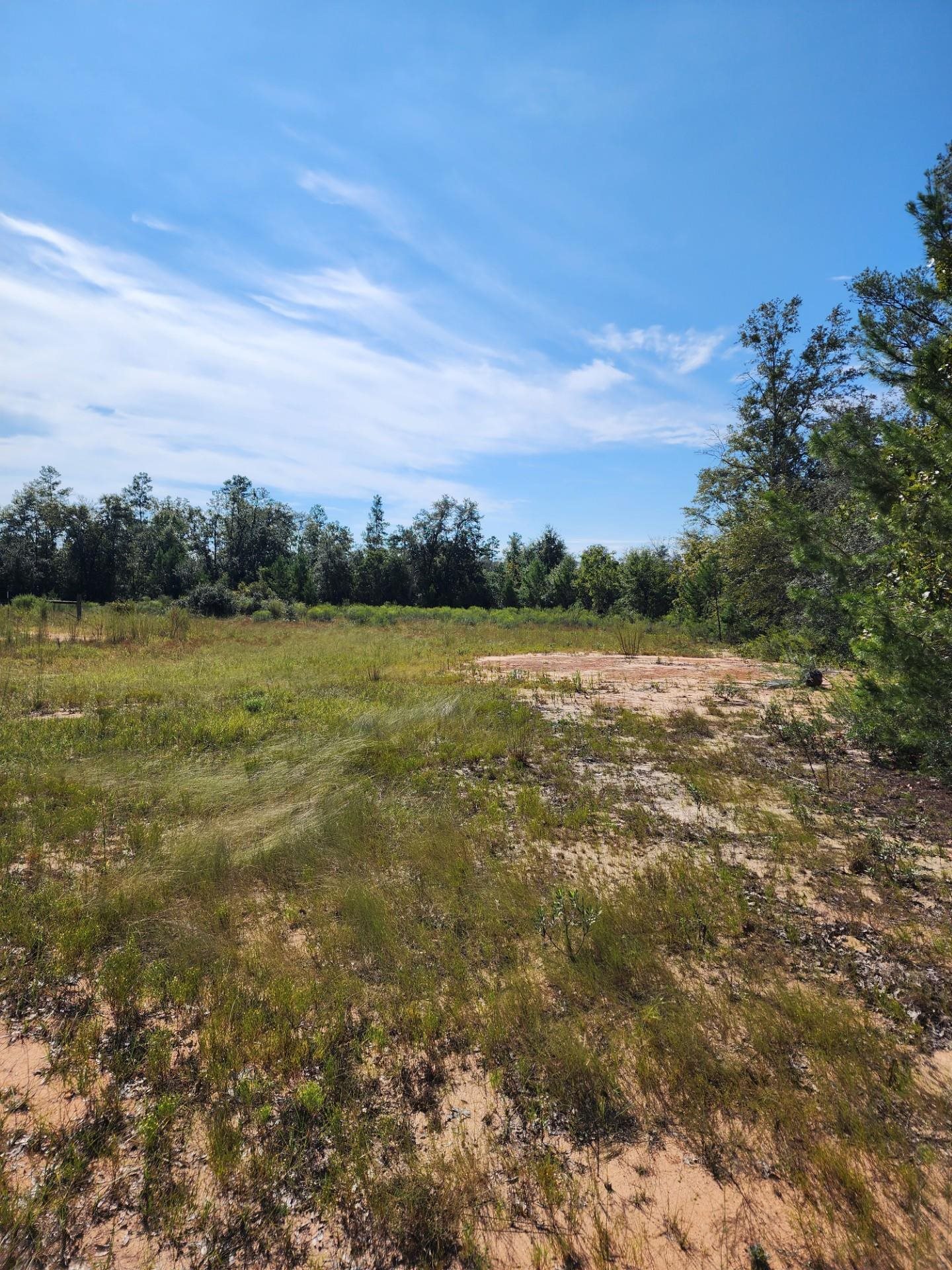 13394 O'Dell Owens Road Bristol, FL 32321 - Photo 6 of 6 Gallery Image 6