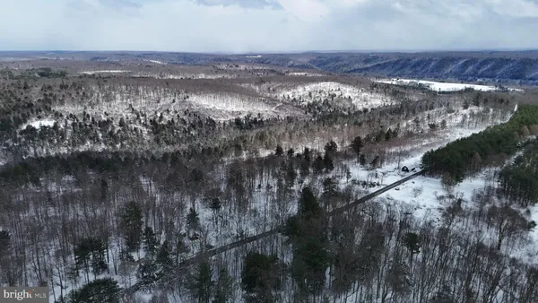a view of a forest