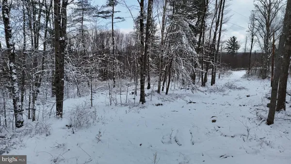 a view of a dry yard with trees