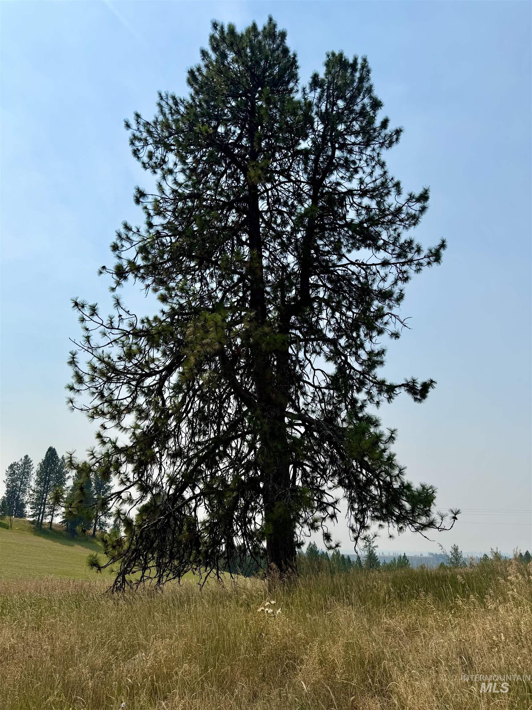 1003 Beaver Slide Road Kamiah, ID 83536 - Photo 4 of 19 Gallery Image 4