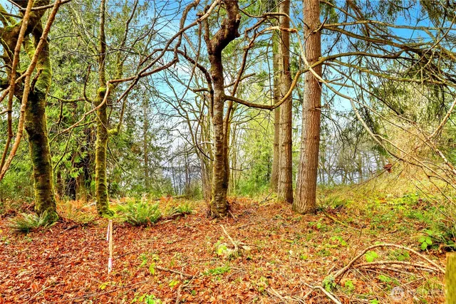 a backyard of a house with lots of plants and large tree