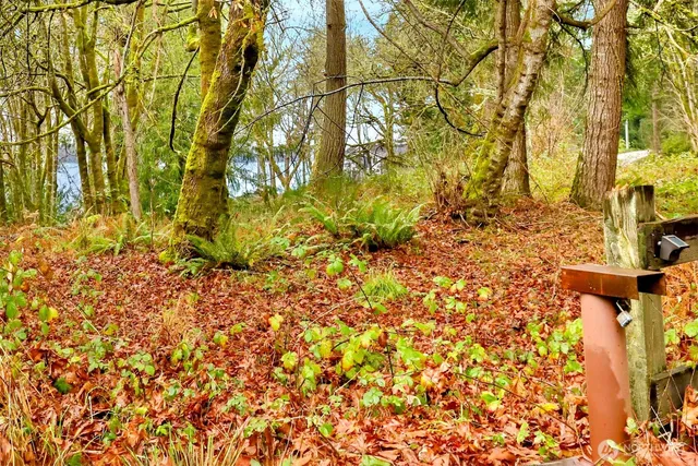 a view of yard with large trees