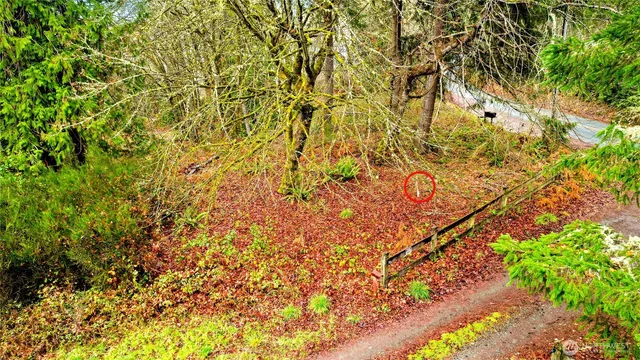 a view of a yard with a tree