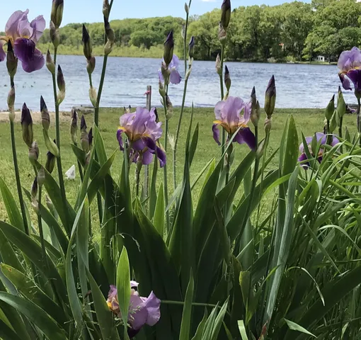 $483,000 | 51156 Maple Road, Marcellus, MI 49067