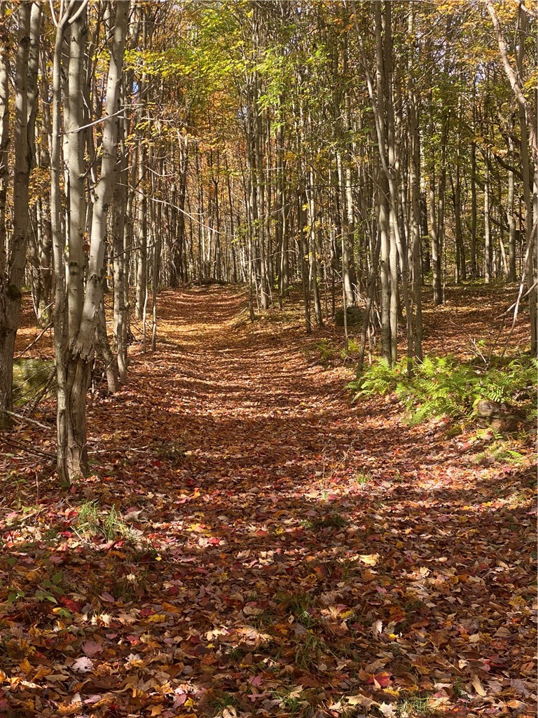 535 Babbling Brook Road Bovina Center, NY 13740 - Photo 3 of 26