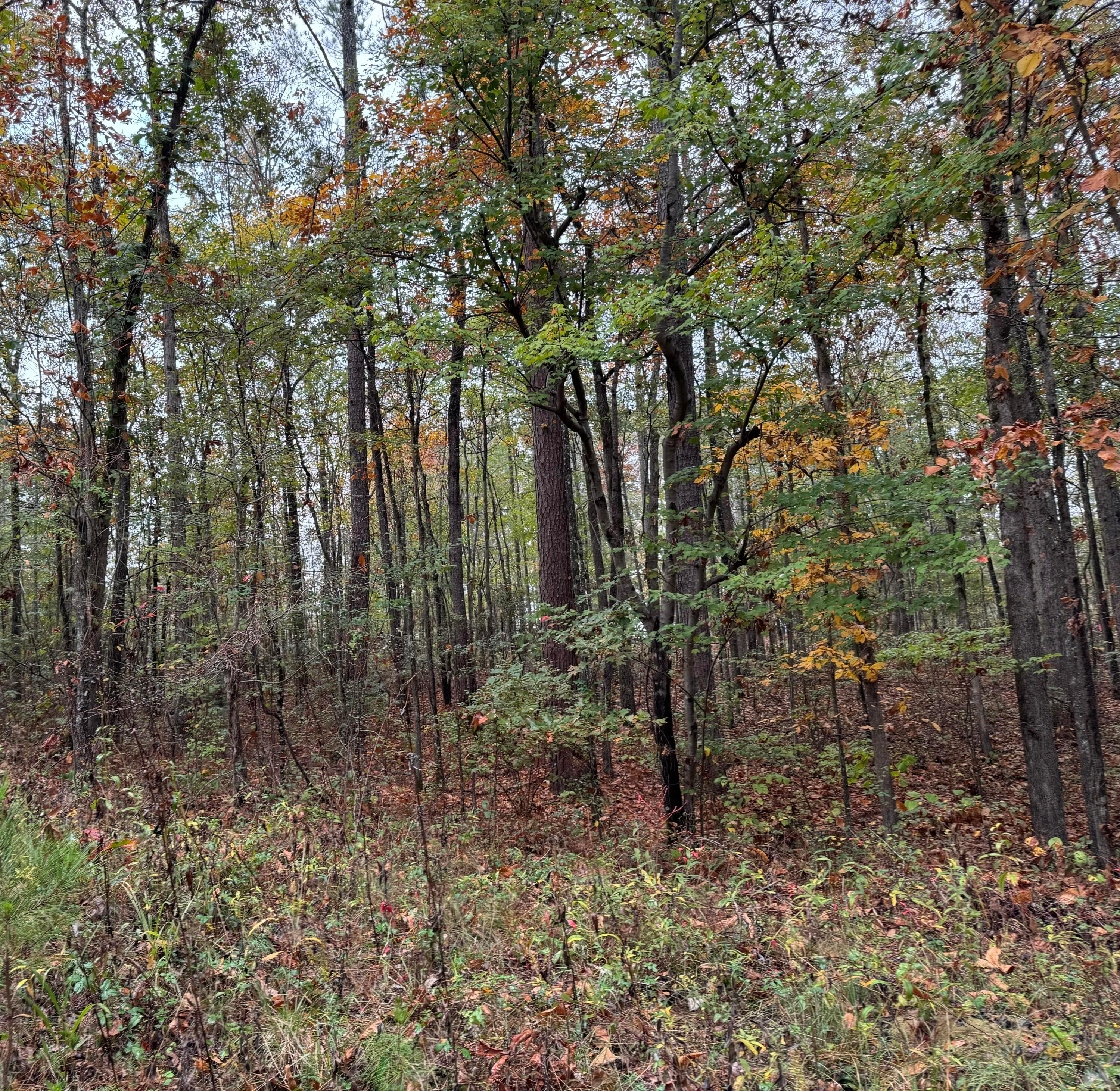 Lot 13 Little Dismal Road Arley, AL 35541 - Photo 7 of 7 IMG_0926
