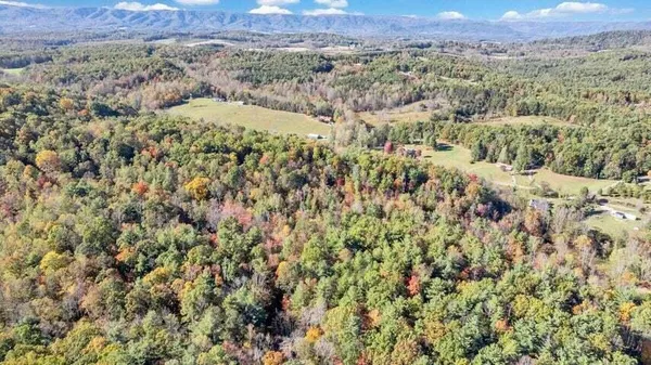a view of a yard with large trees
