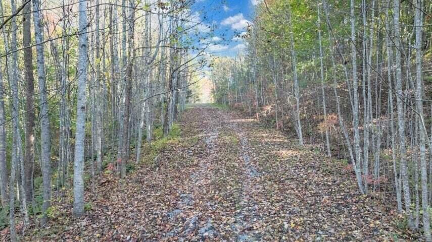 0 Six Mile Post Road Callaway, VA 24067 - Photo 6 of 73 a view of a garden with trees