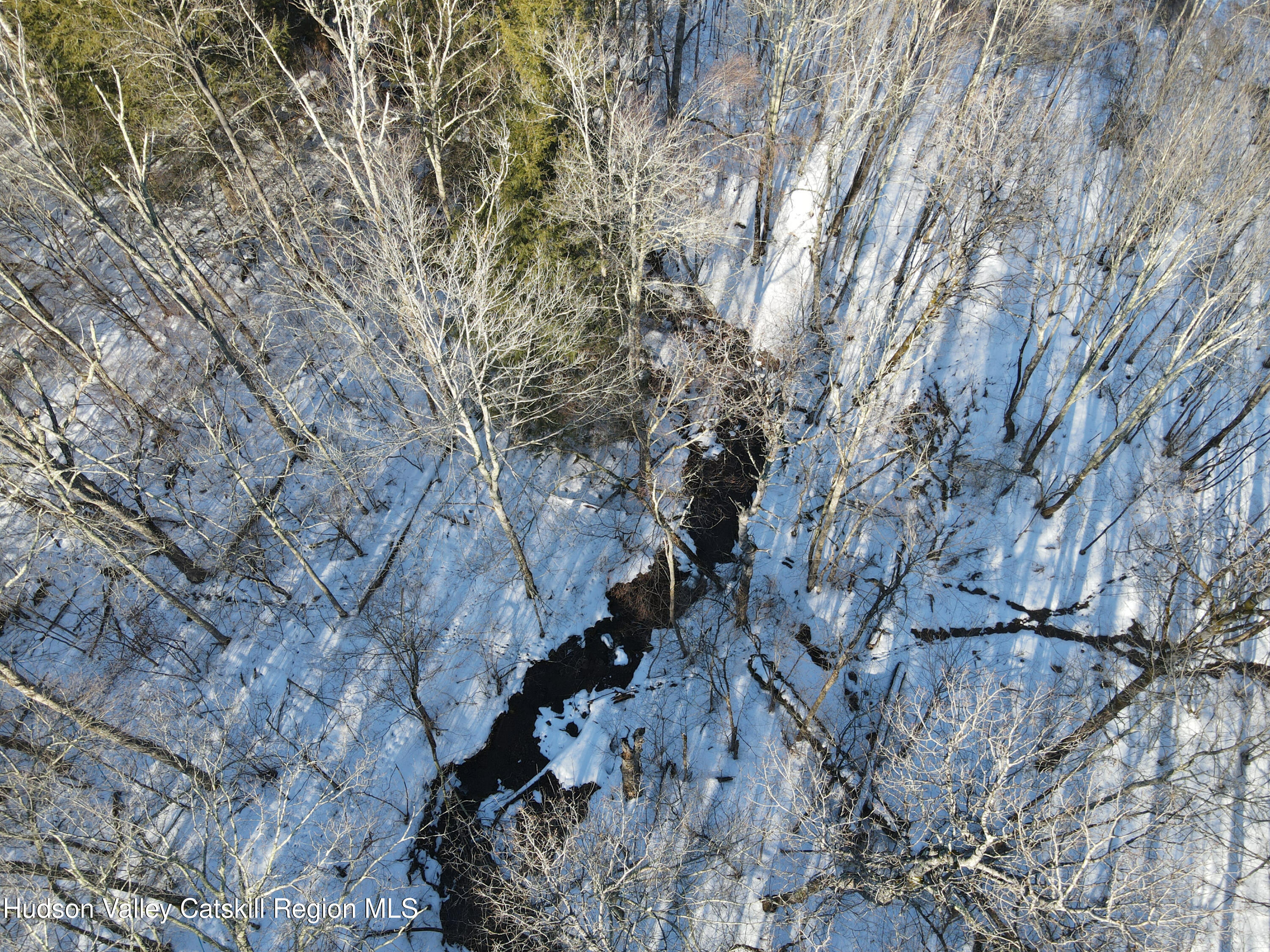 480 Hall Road Roxbury, NY 12421 - Photo 6 of 24 a view of a forest with a tree
