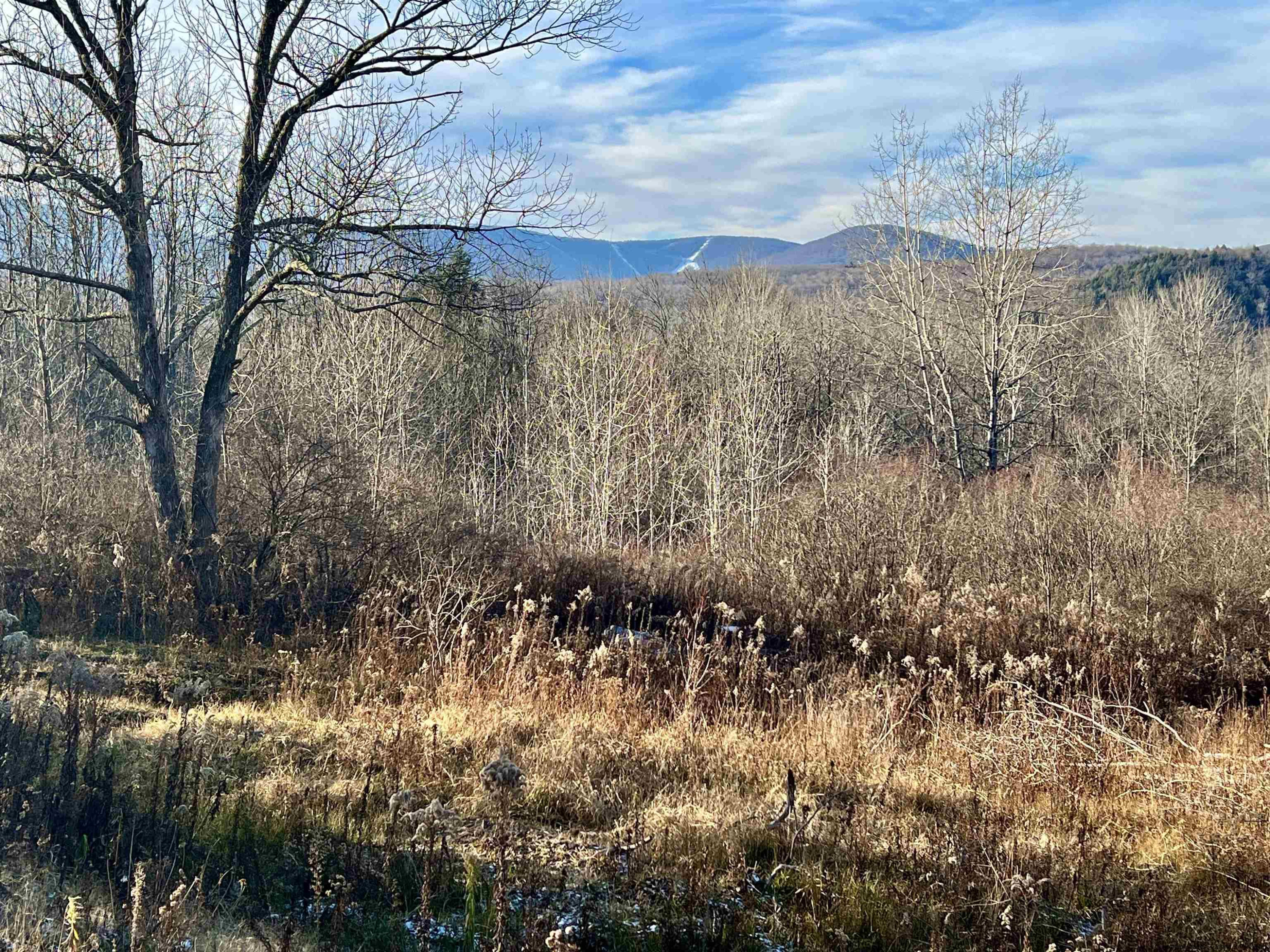 480 Hall Road Roxbury, NY 12421 - Photo 7 of 24 a view of a yard covered with green space