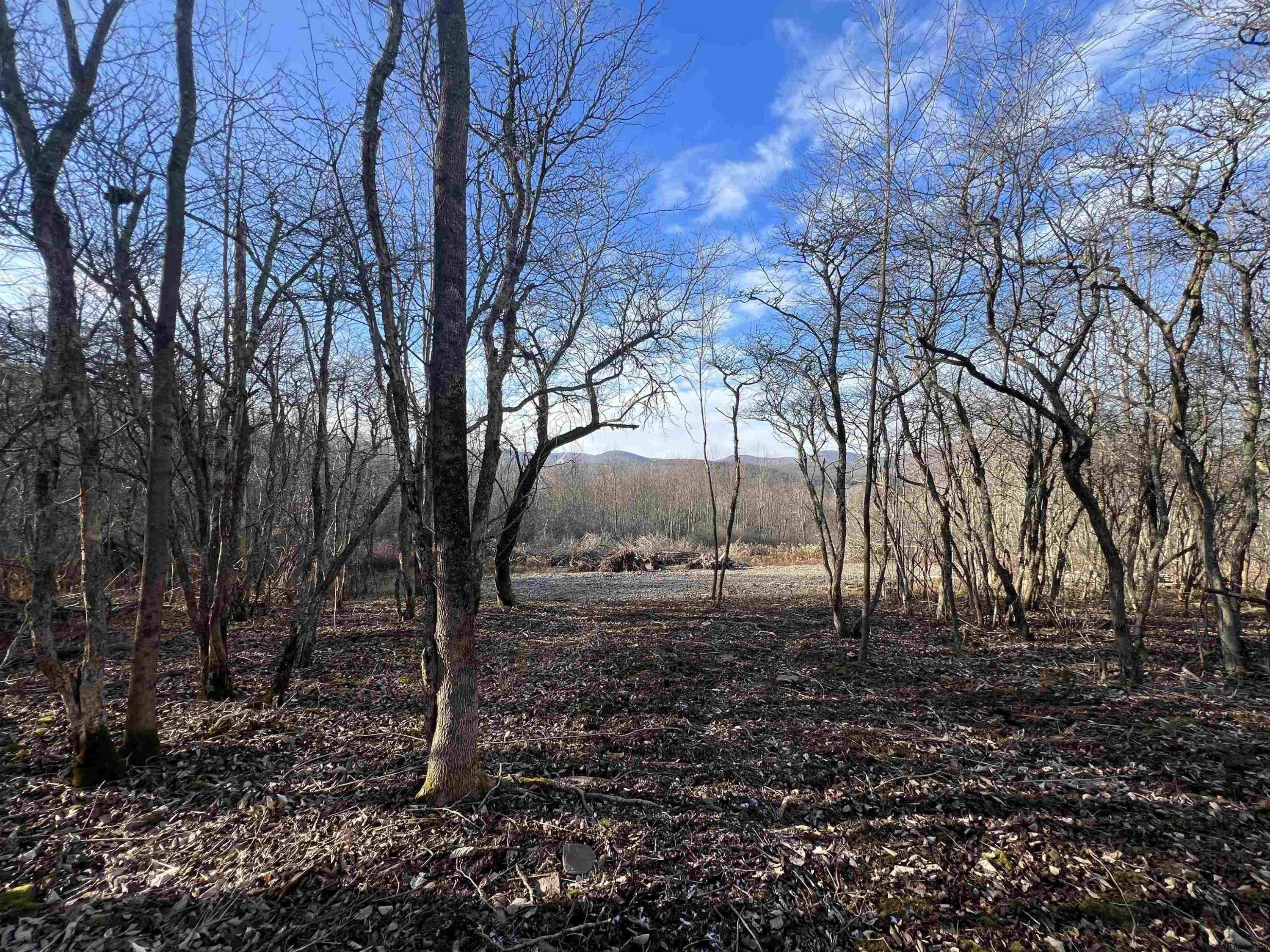 480 Hall Road Roxbury, NY 12421 - Photo 10 of 24 a backyard of a house with lots of green space