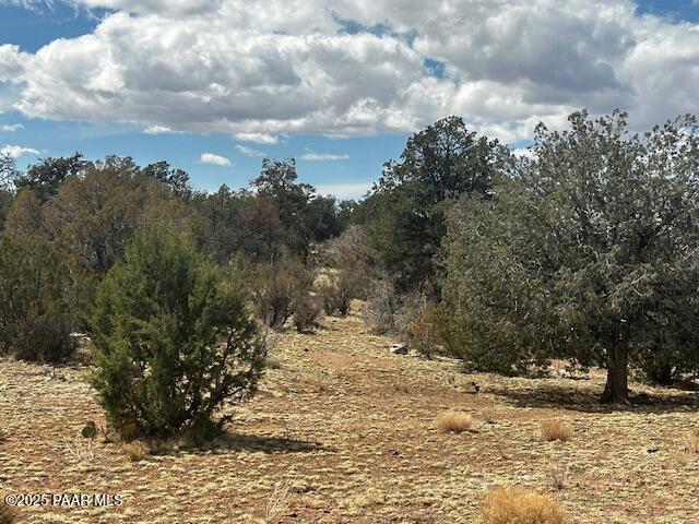 0 Antler Trail Seligman, AZ 86337 - Photo 10 of 15 a view of a yard with a tree
