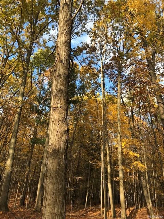 7 Lake George Road Oxford, MI 48370 - Photo 11 of 12