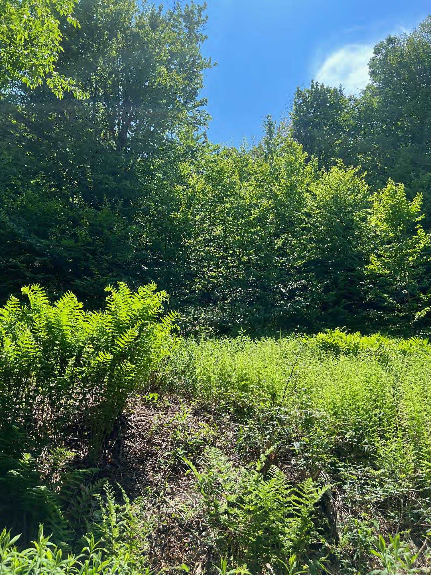 0 Albin Hill Road Randolph, VT 05060 - Photo 9 of 14