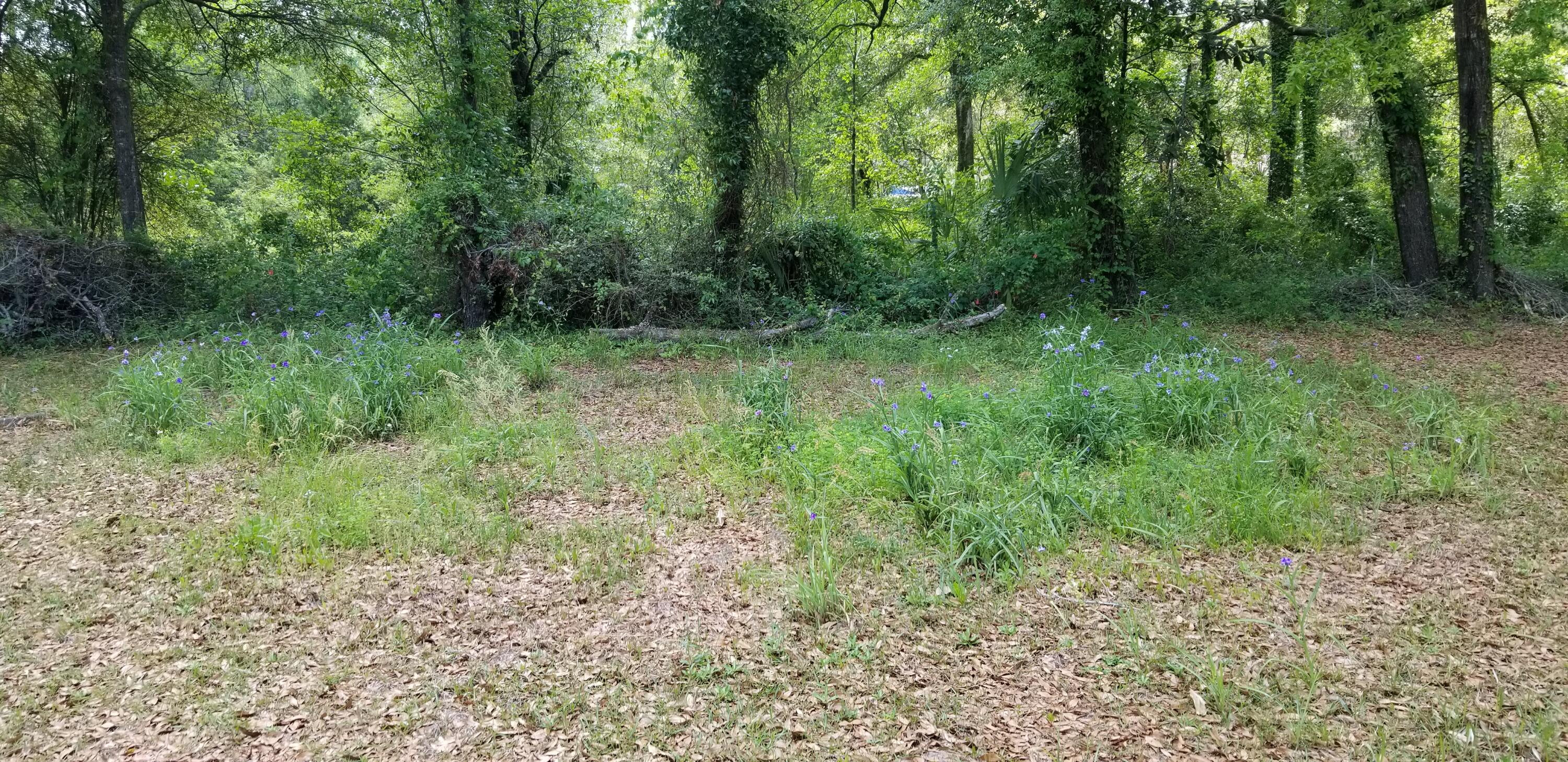 0 Rabb Walterboro, SC 29488 - Photo 8 of 8 20250409_135732