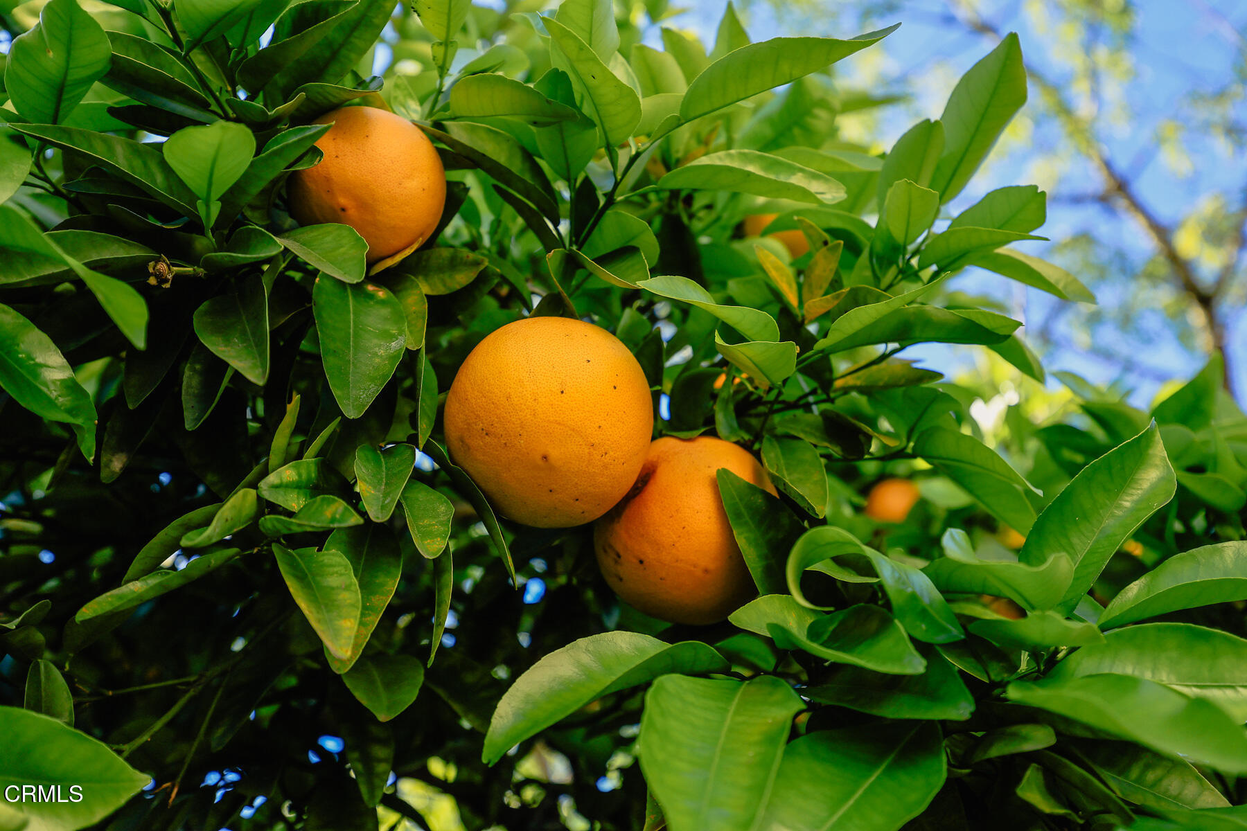 1184 Bresee Avenue Pasadena, CA 91104 - Photo 28 of 30 MLS_51