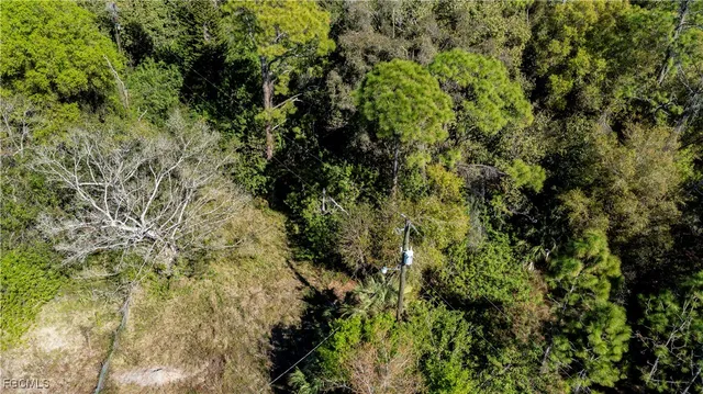 a view of a bunch of plants