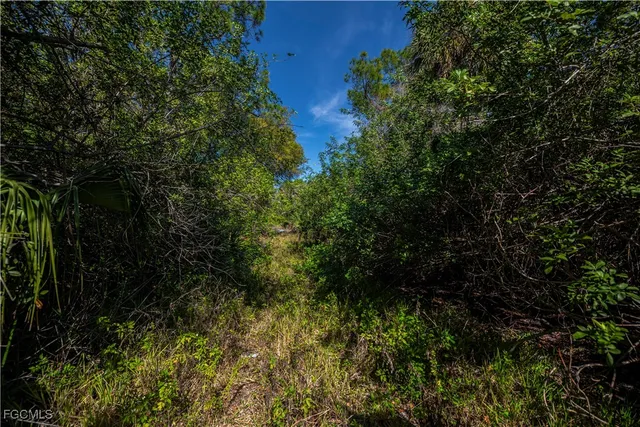 a view of a yard with plants and a tree