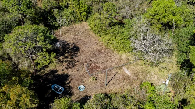 a view of a lush green forest