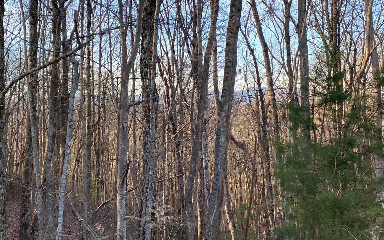 Additional View