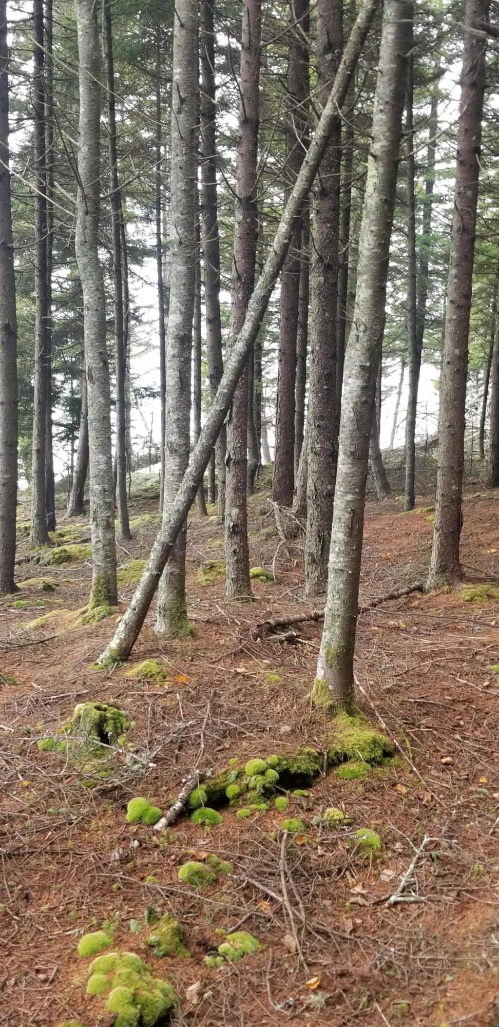 Lot 84 Windward Way Addison, ME 04606 - Photo 11 of 25 20201021_155649