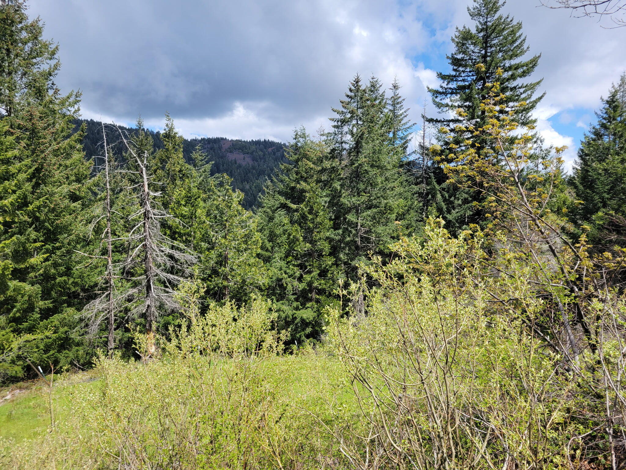 40-acres Snow Camp Road Korbel, CA 95550 - Photo 11 of 26
