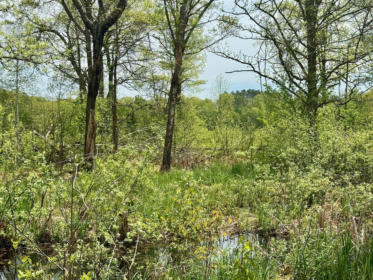 Xyz Dailey Lake Road Willow River, MN 55795 - Photo 3 of 12