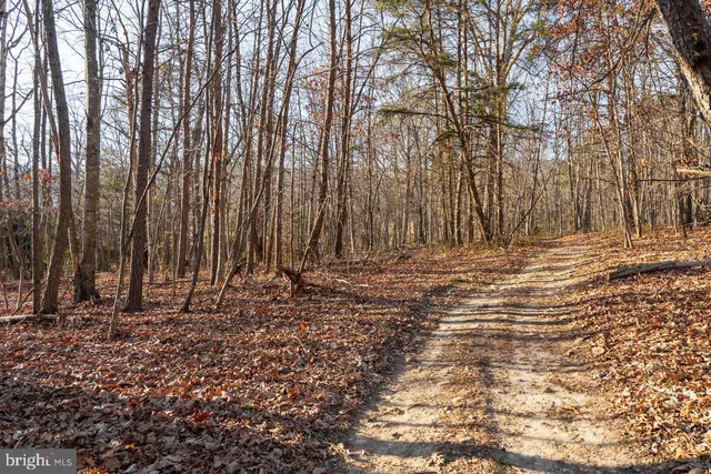 a view of a yard with trees