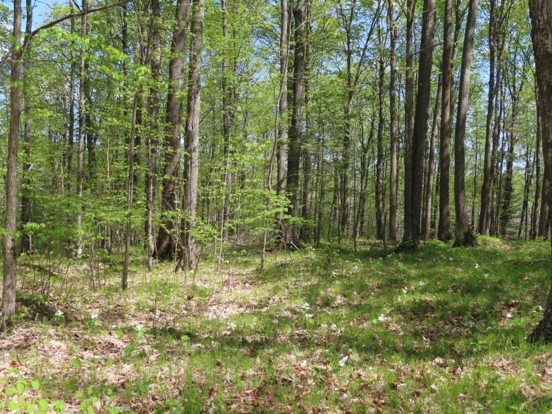 On Sand Lake Road, Unit 15 ACRES Crandon, WI 54520 - Photo 9 of 22 Gallery Image 9