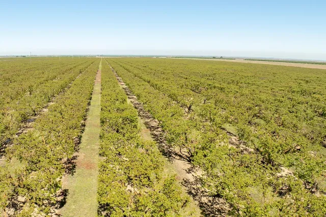 a park view with a tree